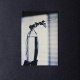 CD :草花の音楽 第1集『 MITATE 1 』[AOKI,hayato] - ジジとババ